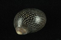 藏品(蜑螺)的圖片